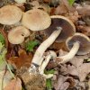 Lacrymaria lacrymabunda, Tränender Saumpilz